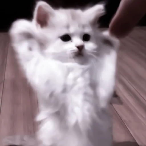 small to medium-sized cats small to medium-sized cats cat domestic cat