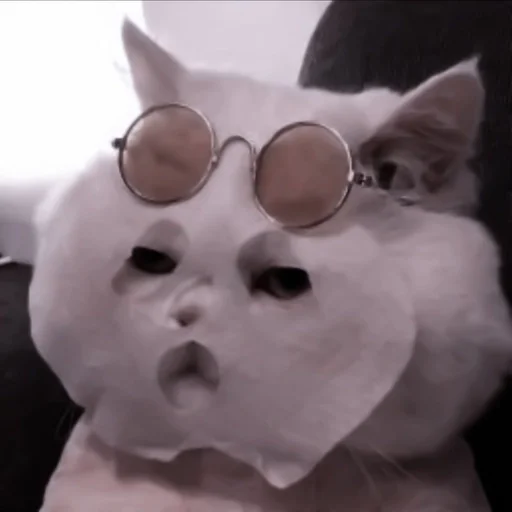 cat cat mammal animal