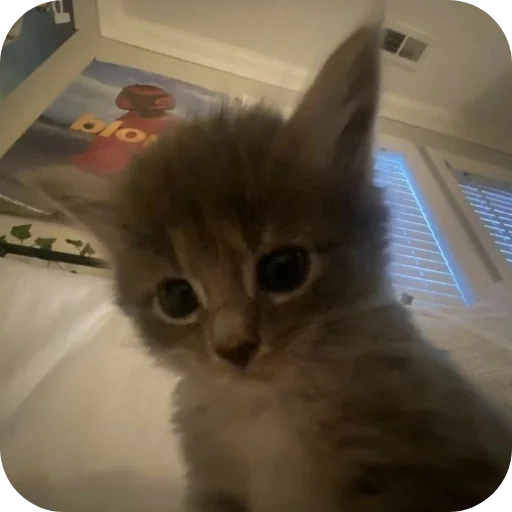 Мягкие всратыши @meowkyit 1 Мягкие всратыши @meowkyit 1 -