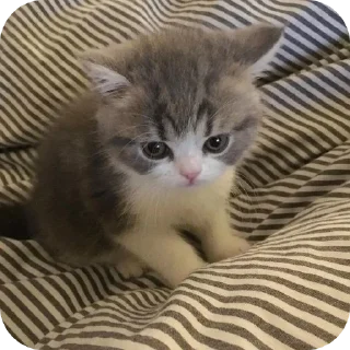 Sticker Мягкие всратыши @meowkyit 1 - 6