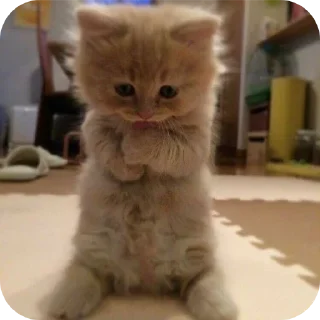 Sticker Мягкие всратыши @meowkyit 1 - 9