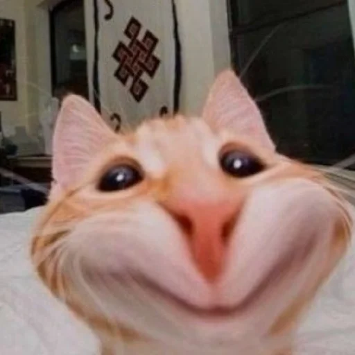 Мяу:3 Мяу:3 -