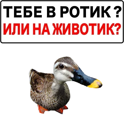 Больше стикеров 👉🏻 @stickertg4 Больше стикеров 👉🏻 @stickertg4 -