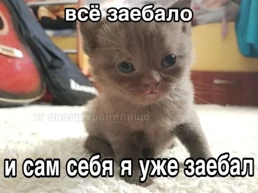 Больше стиков тут: @stikery4 Больше стиков тут: @stikery4 -