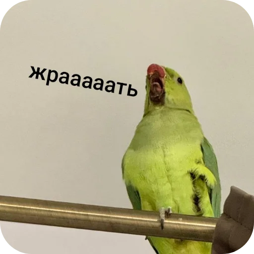 На языке попугаев На языке попугаев -