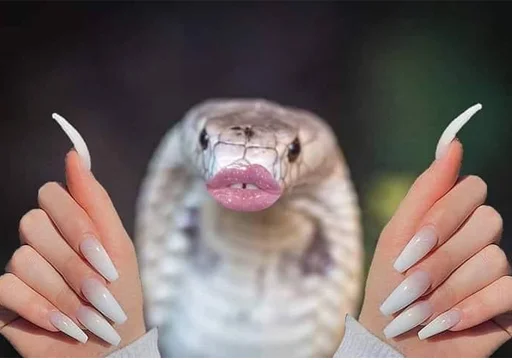 snake snake -