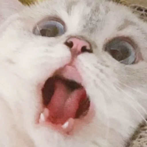 Nalu's nekos Nalu's nekos -