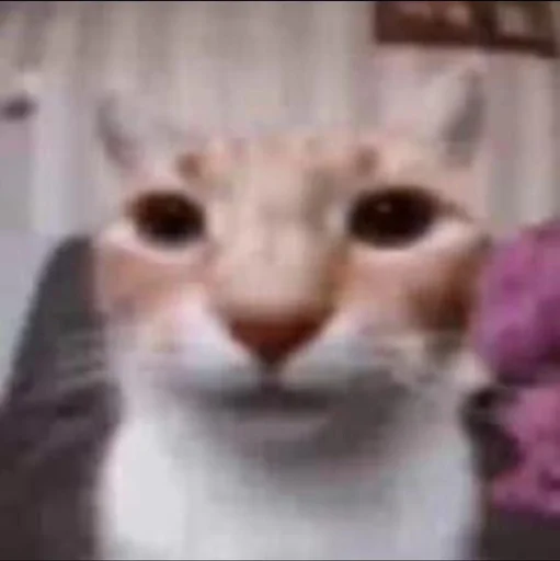 Кот Кот -