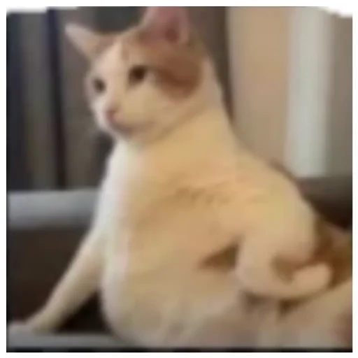 Некот Некот -