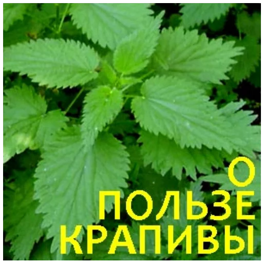 Крапива Крапива -