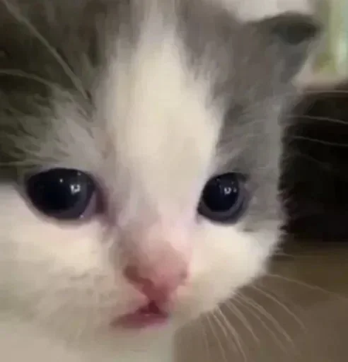 котики:3 :: @fStikBot котики:3 :: @fStikBot -