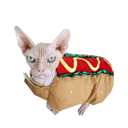 NoHairCats NoHairCats -
