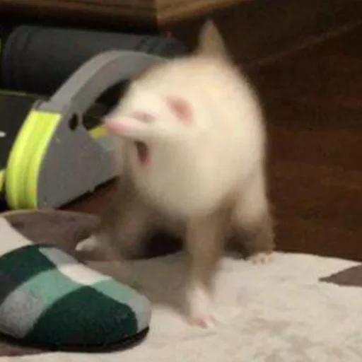 WeaselTrash WeaselTrash -