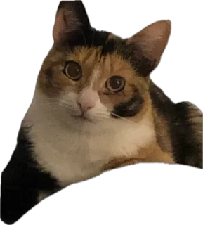 Sticker Ну что ты, Нора? @SozdaiStickeriBot - 0