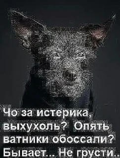 Sticker Блядей карёжит | @nazbolukr - 5 Sticker Блядей карёжит | @nazbolukr - 5