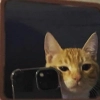 котики котики -