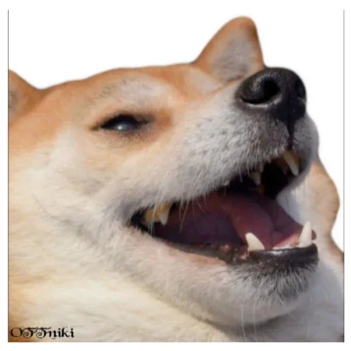 OFFniki OFFniki -