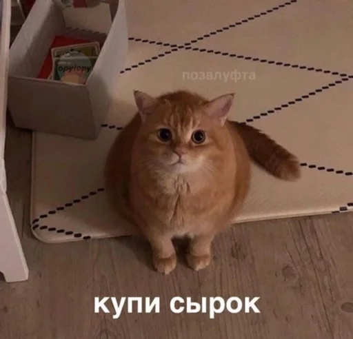 OH MY CAT OH MY CAT -