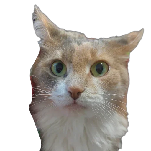 Коты-псы Коты-псы -