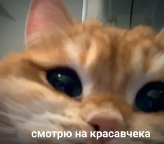 Sticker подкаты - 11