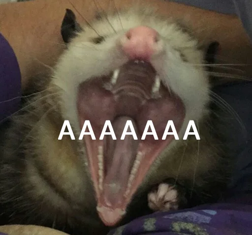 animal animal mammal whiskers