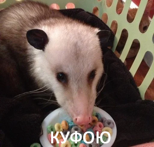 animal animal mammal food