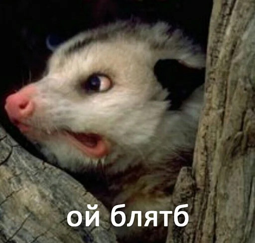 mammal mammal animal snout