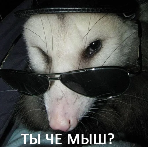 sunglasses sunglasses mammal goggles