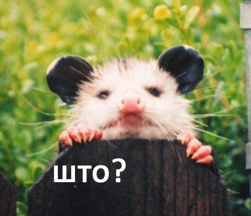 animal animal mammal outdoor
