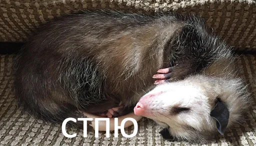 animal animal mammal polecat