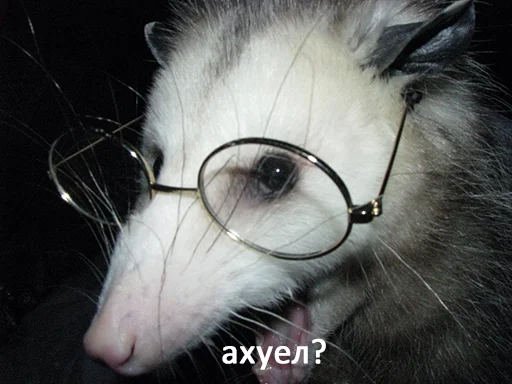 mammal mammal fur animal
