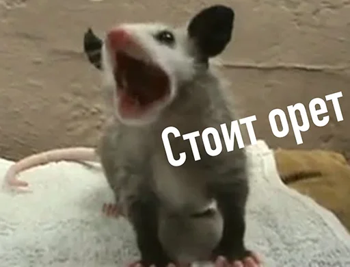 animal animal mammal text