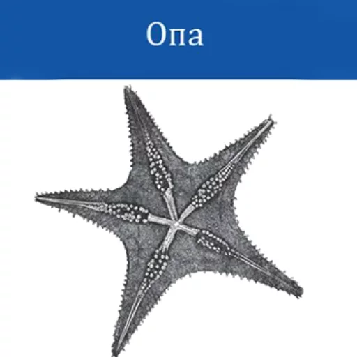 OReilly OReilly -