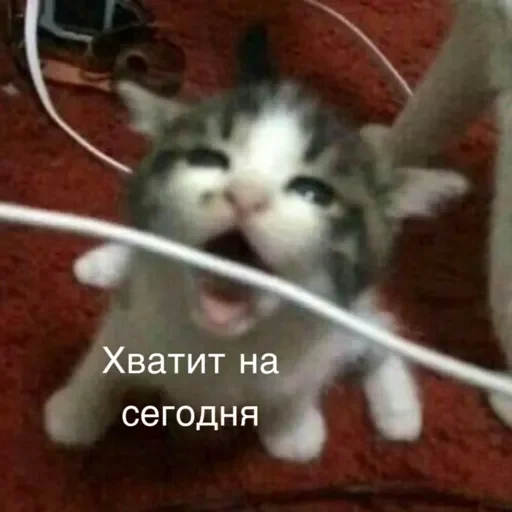 Оала Оала -