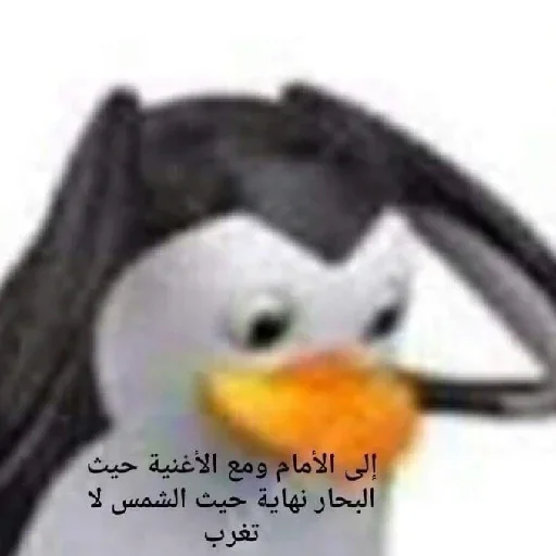 beak beak aquatic bird penguin