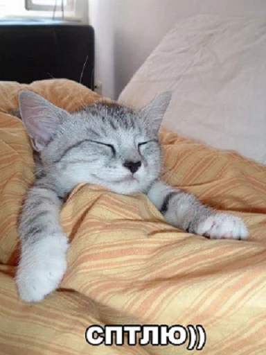 Котик_обормотик Котик_обормотик -
