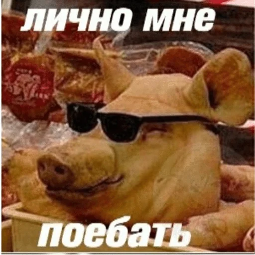 text text animal poster