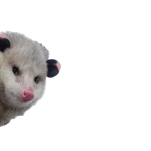 Opossum Coming Opossum Coming -