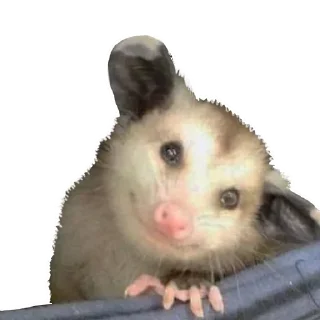 Sticker Opossum Coming - 0