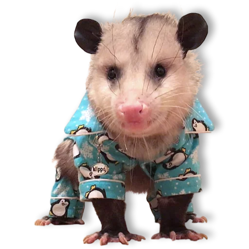 Opossum-Sesame Opossum-Sesame -