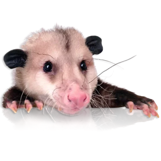 Sticker Opossum-Sesame - 0