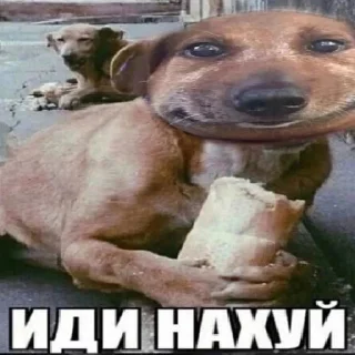 Стикер Опухшая собака - 0