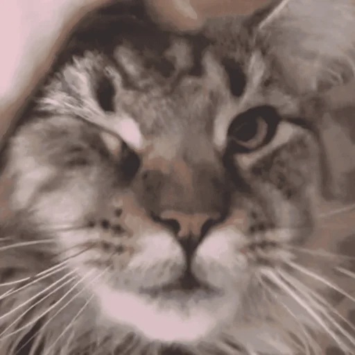 Freya Freya -