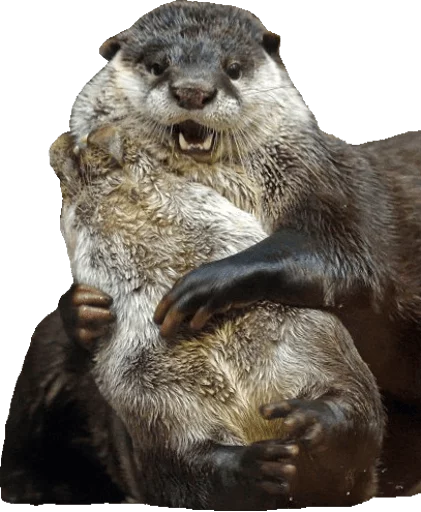 Otters Gotta Ott 2 Otters Gotta Ott 2 -