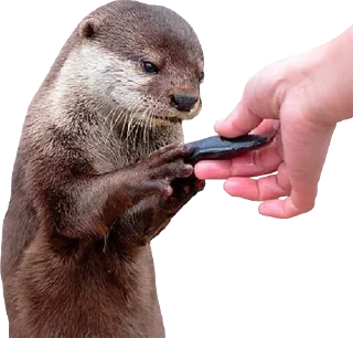 Sticker Otters Gotta Ott 3 - 0