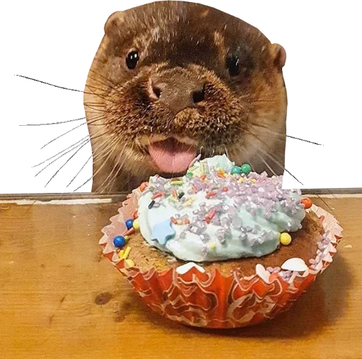 Otters Gotta Ott 4 Otters Gotta Ott 4 -
