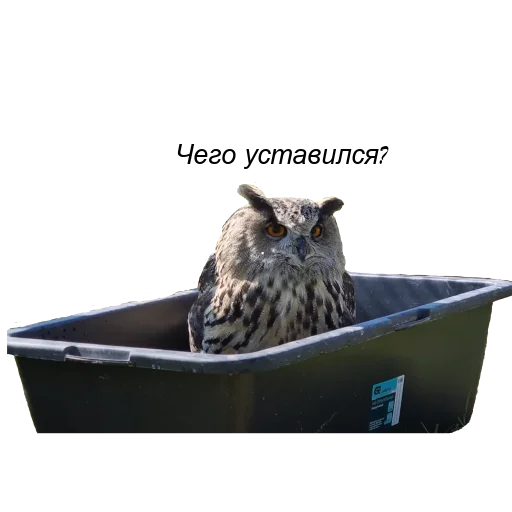 Owl Yoll & Co. Owl Yoll & Co. -