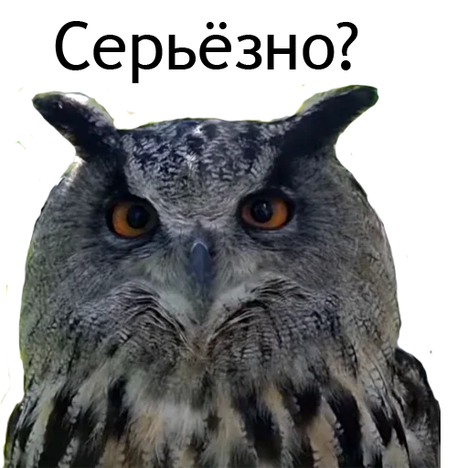 Sticker Owl Yoll & Co. - 0