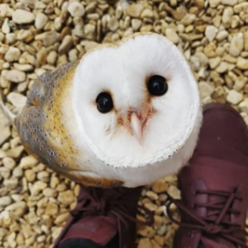 Совушки🦉🪶✨ Совушки🦉🪶✨ -