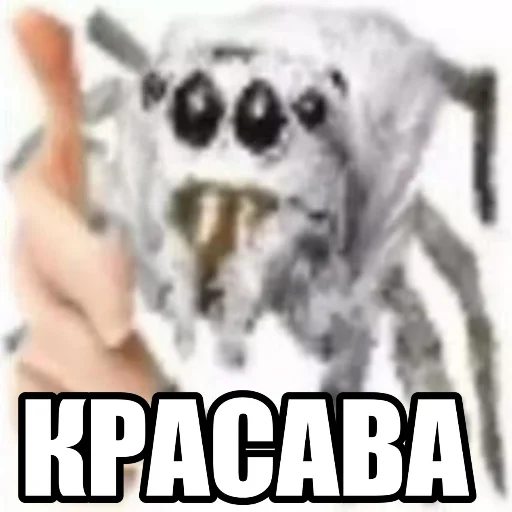 КРАСАВА КРАСАВА -